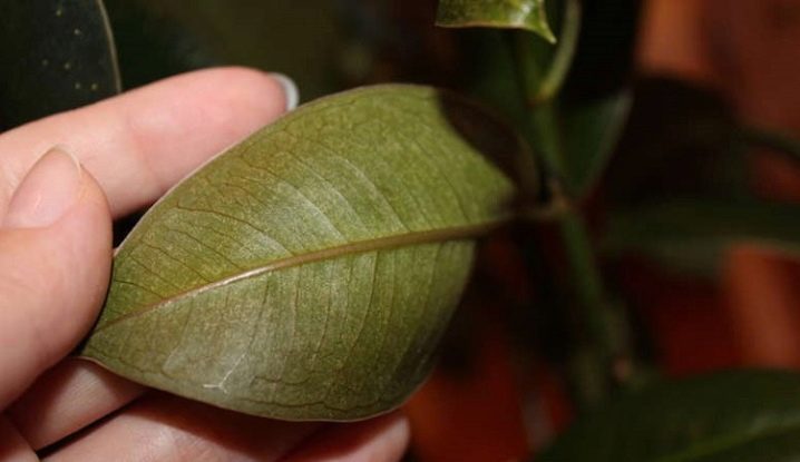 Фикус каучуконосный болезни листьев как лечить
