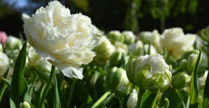 Лучшие сорта бахромчатых тюльпанов: посадка и уход