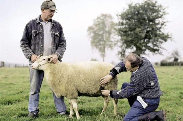 Окот овец беременность роды ягнение сколько раз в год