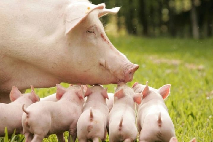 Как в домашних условиях определить беременность свиньи