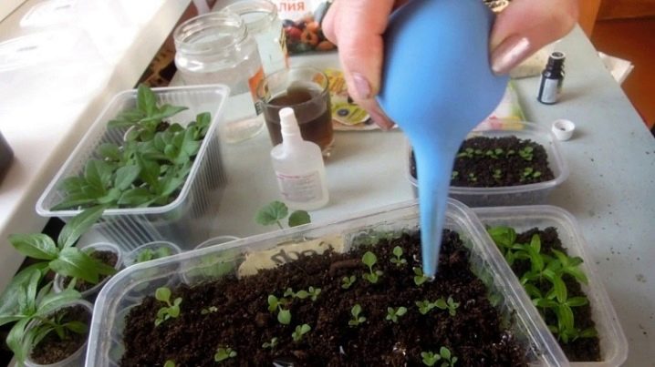 Как вырастить бальзамин из семян дома