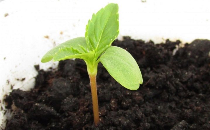Как вырастить бальзамин из семян дома