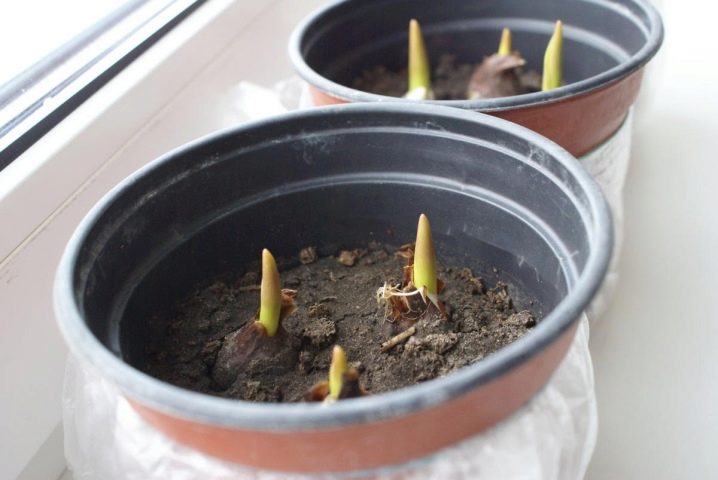 Тюльпаны можно ли выращивать в комнатных условиях