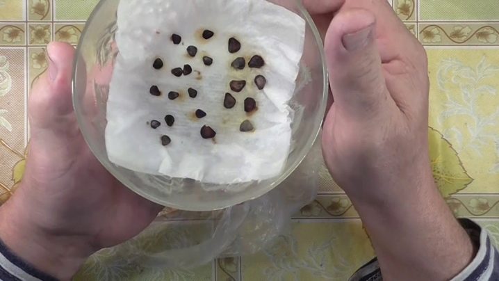 Как вырастить тюльпаны из семян с алиэкспресс