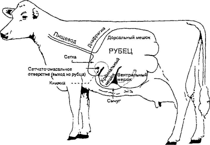 Дырка в желудке коровы