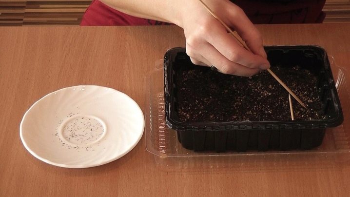 Как правильно и чем подкормить рассаду петунии
