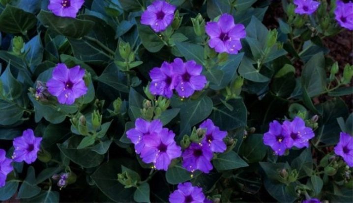 Цветы Мирабилис Посадка И Уход Фото