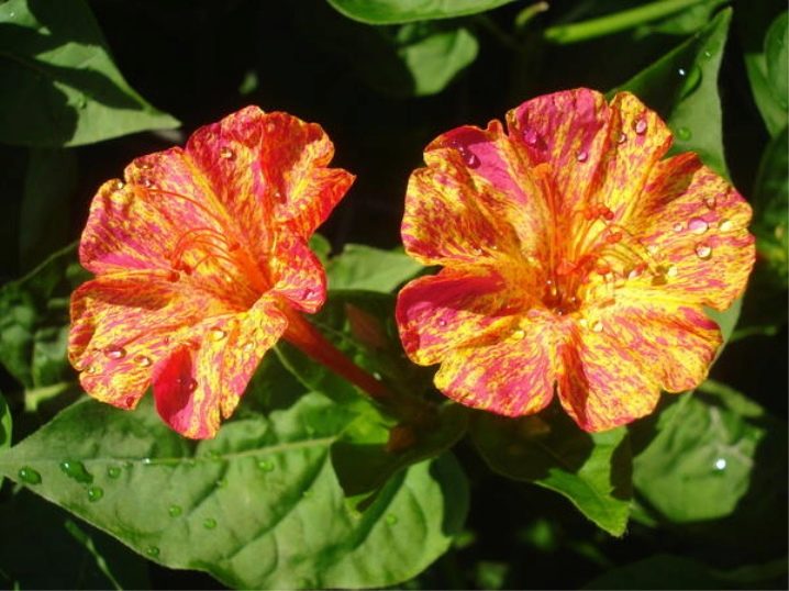 Цветы Мирабилис Посадка И Уход Фото