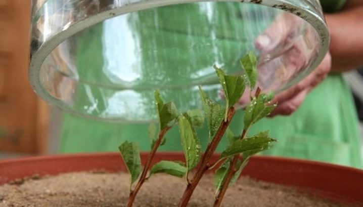Как выращивать герань из черенков в домашних условиях?