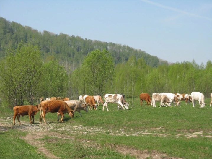 пастбище для коровы площадь