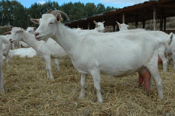 Дойные козы – 24 лучшие молочные породы коз, фото и видео