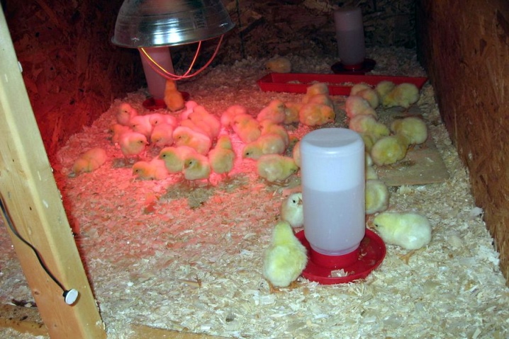 Маркировка инкубационного яйца росс 308 болгария