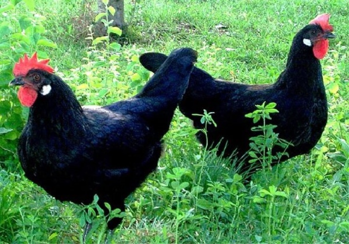 Как называется порода черных кур. Барбезье порода. Барбезье порода кур. Австралорп хохлатый. Маран (порода кур).