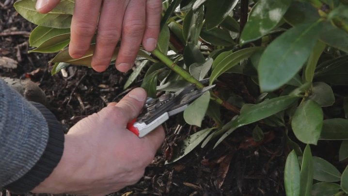 Рододендрон посадка и уход в открытом грунте в сибири