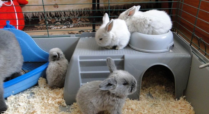Какую температуру выдерживают кролики домашние