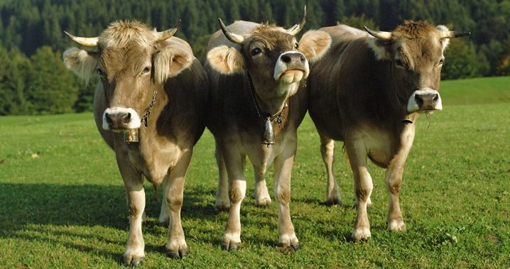 Как можно назвать корову: список красивых кличек по алфавиту для коровы и быка
