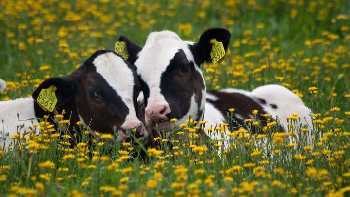 Как можно назвать корову: список красивых кличек по алфавиту для коровы и быка