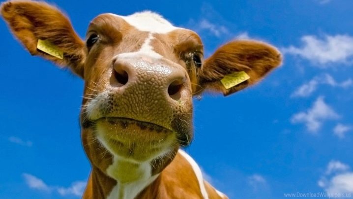 Корова Фото Животного