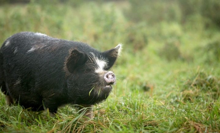 Пищевые добавки для роста свиней