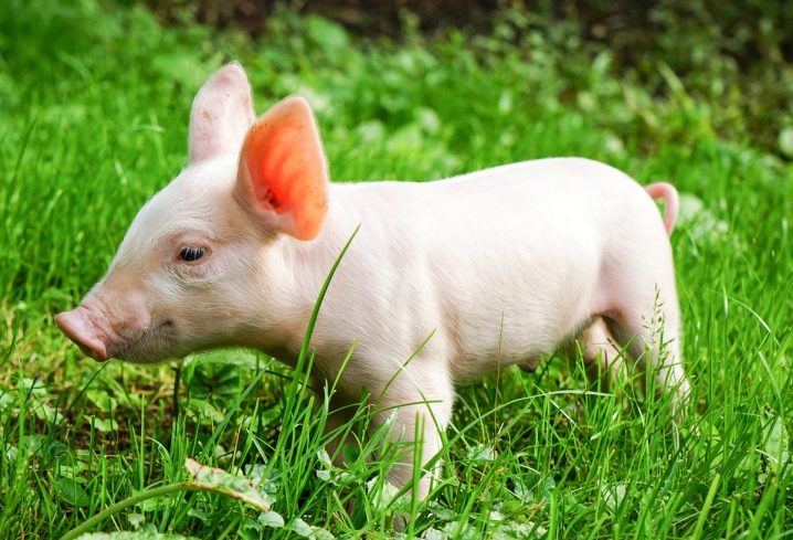 Уколы витамины для роста свиней