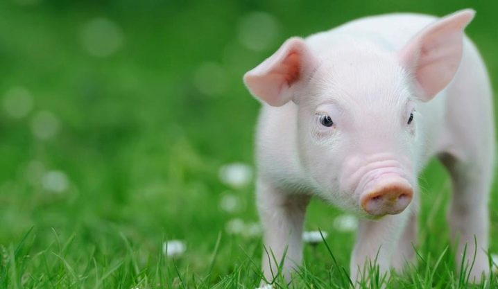Уколы витамины для роста свиней