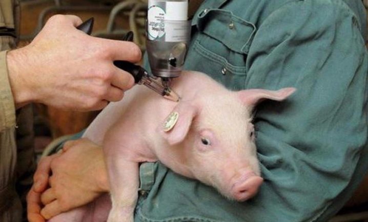 Препарат для роста мышечной массы свиней