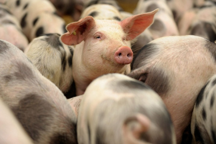 Пищевые добавки для роста свиней