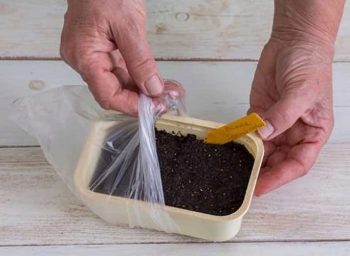 Как сажать семена фиалки на рассаду