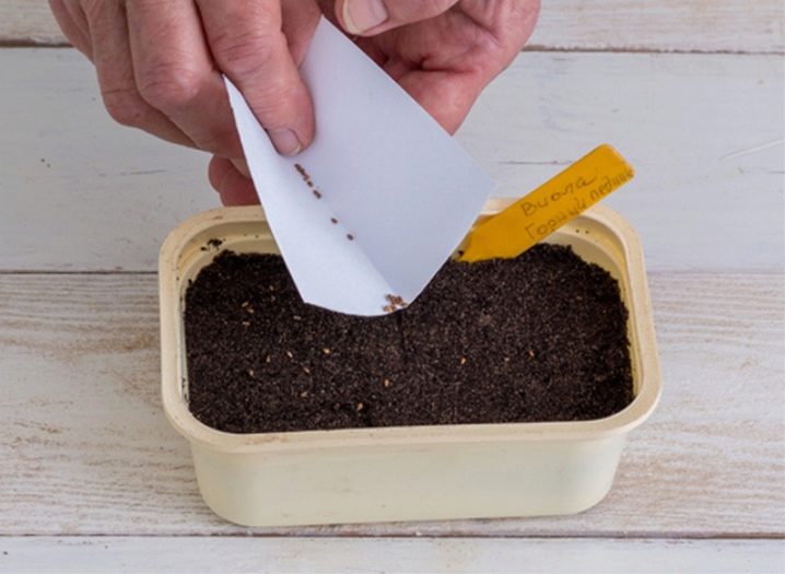 Как сажать семена фиалки на рассаду