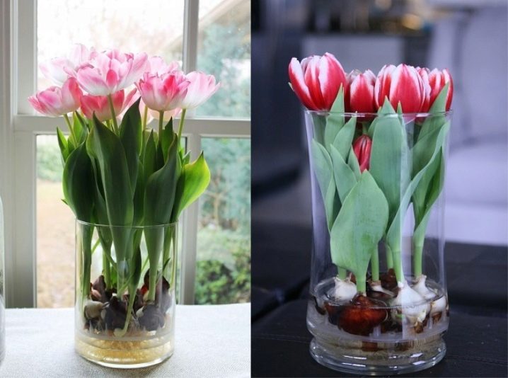 Можно ли вырастить тюльпаны в домашних условиях. Тюльпаны на гидропонике. Луковицы тюльпанов в горшке. Выгонка тюльпанов к 8.