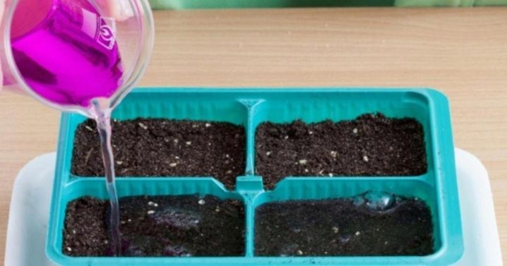 Как выращивать герберу в домашних условиях из семян?
