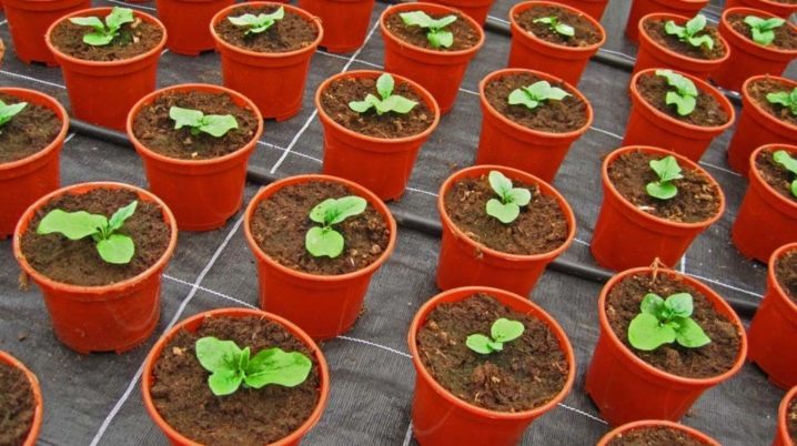 Как выращивать герберу в домашних условиях из семян?