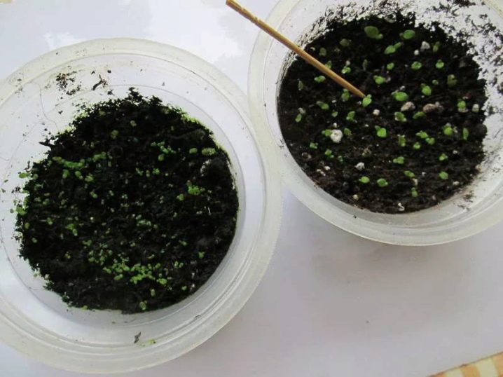 Как выращивать глоксинии из семян в домашних условиях?