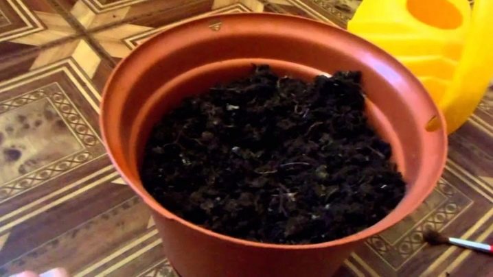 Как выращивать каллы в домашних условиях из семян?