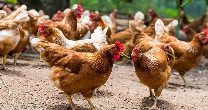 Как правильно выращивать цыплят в инкубаторе бытовом?