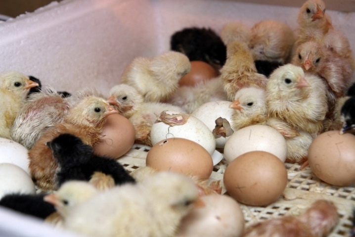 Какие инкубаторы нужны для выведения птенцов?
