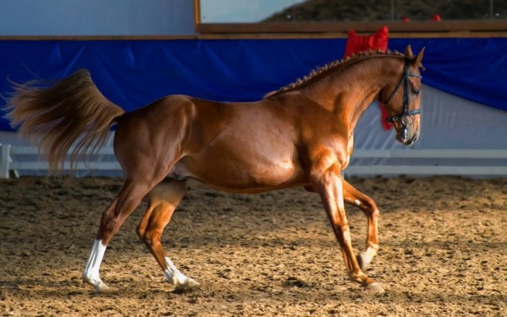 Универсальные породы лошадей - Фермеры России