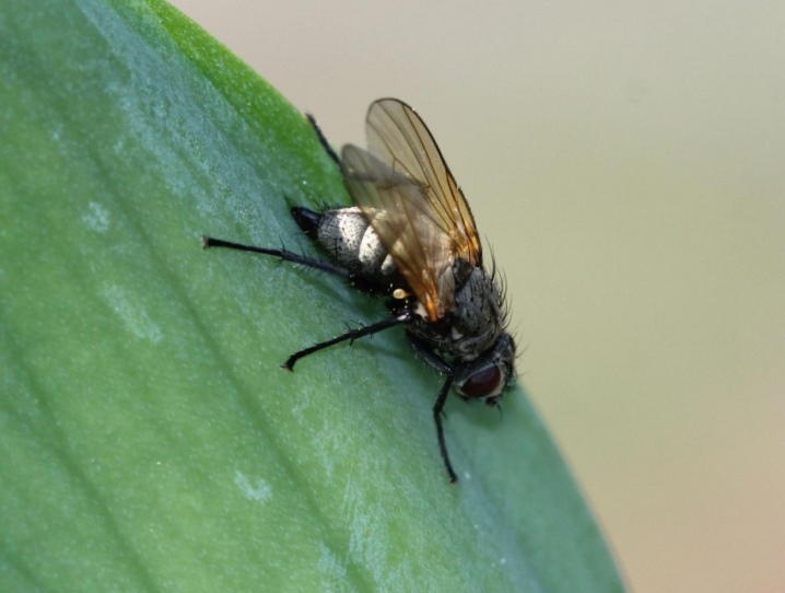 Ирис болезни и вредители ирисовая муха