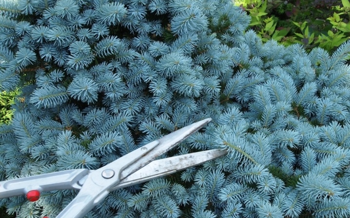 Picea glauca sanders blue посадка и уход thumbnail