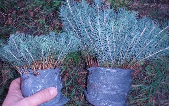 Picea glauca sanders blue посадка и уход