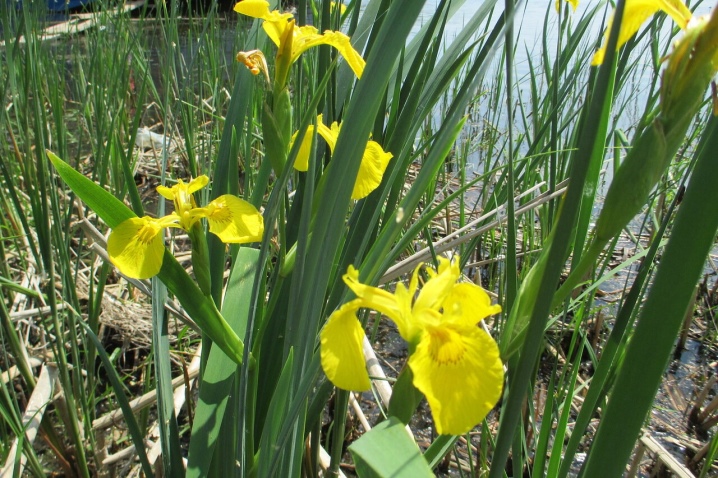 Ирис болотный желтый посадка и уход в открытом грунте