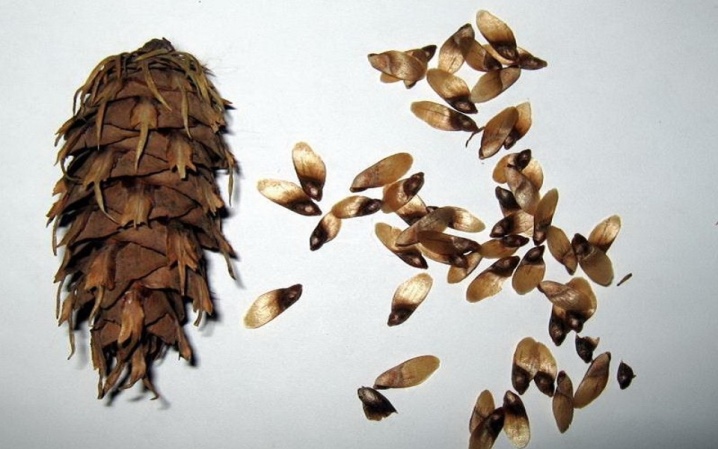 Семя в шишке почему пишется семена