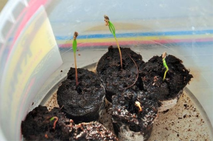 Как вырастить ель из ростков