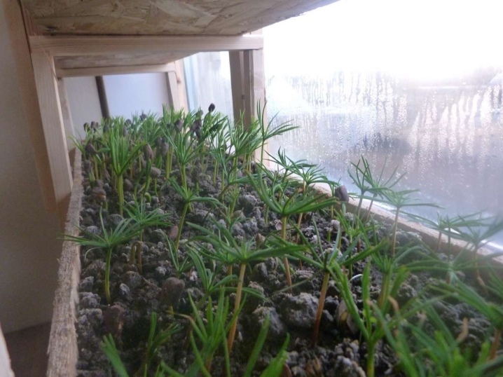 Как в домашних условиях выращивать кедр?