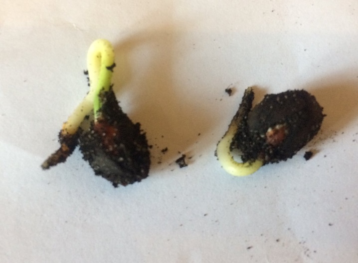 Как выращивать кедр из кедрового орешка посадка и уход?