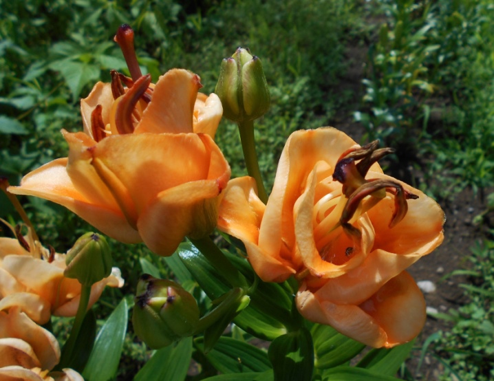 Лилия apricot fudge фото и описание