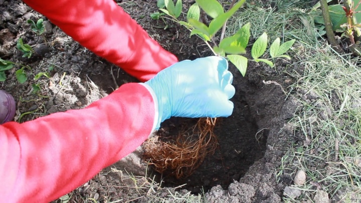 Клематис: посадка в открытый грунт и уход, выращивание в саду