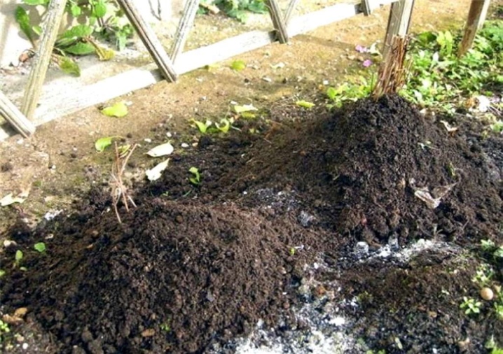Клематис: посадка в открытый грунт и уход, выращивание в саду
