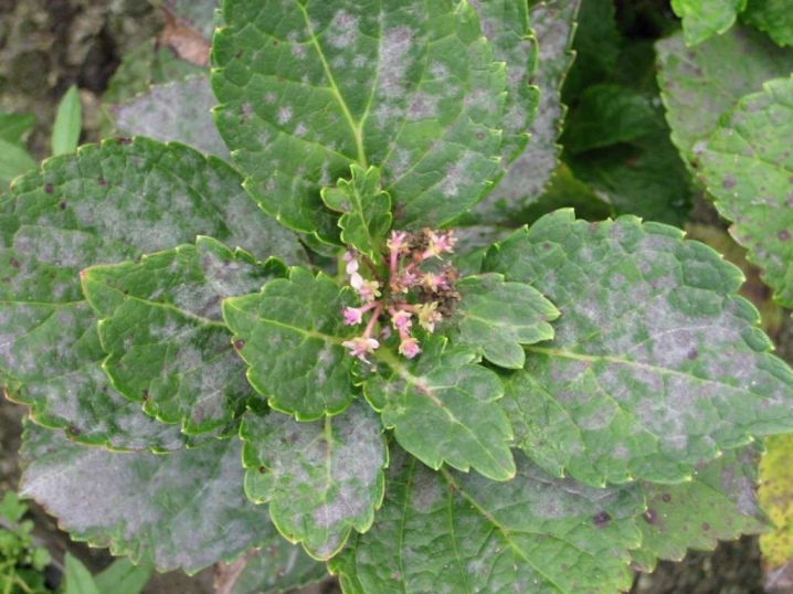 Гортензия крупнолистная болезни листьев фото как лечить
