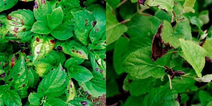 Гортензия крупнолистная болезни листьев фото как лечить